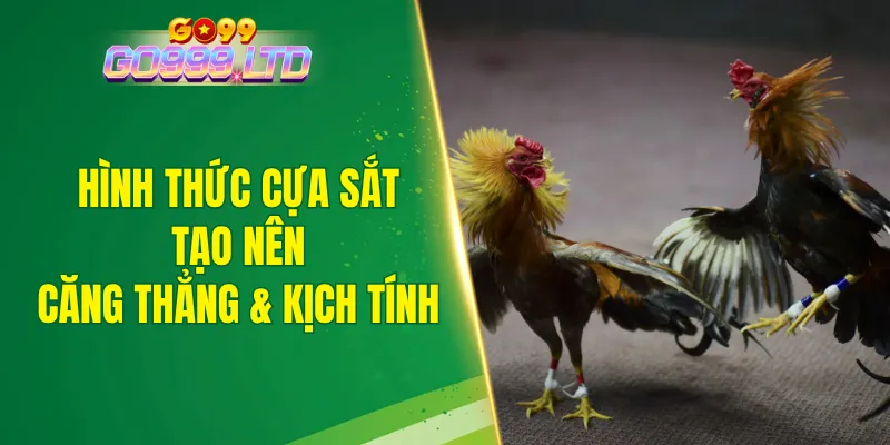 Hình thức cựa sắt tạo nên sự căng thẳng, hồi hộp và đầy kịch tính